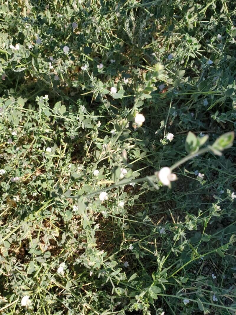 Acmispon americanus 12