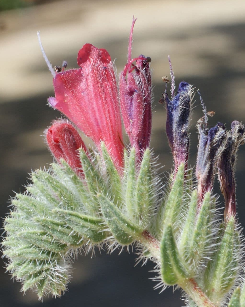 Echium angustifolium 3