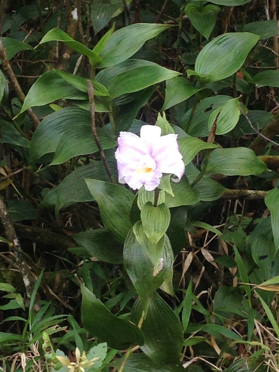 Sobralia 10