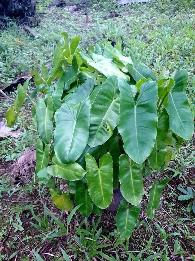 Filodendron Burle-Marxa