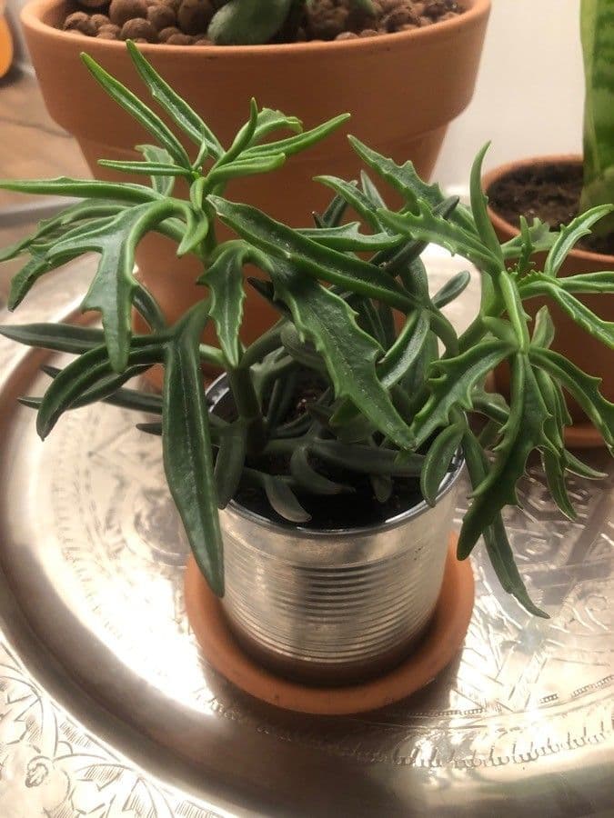 Kalanchoe 16