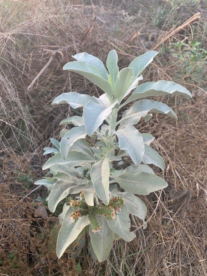 Salvia bianca 15