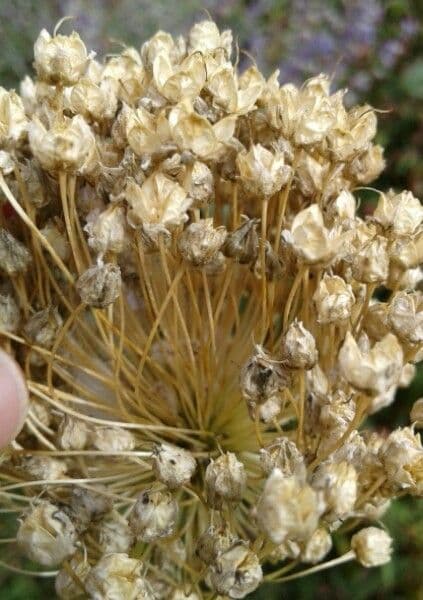 Aglio 2