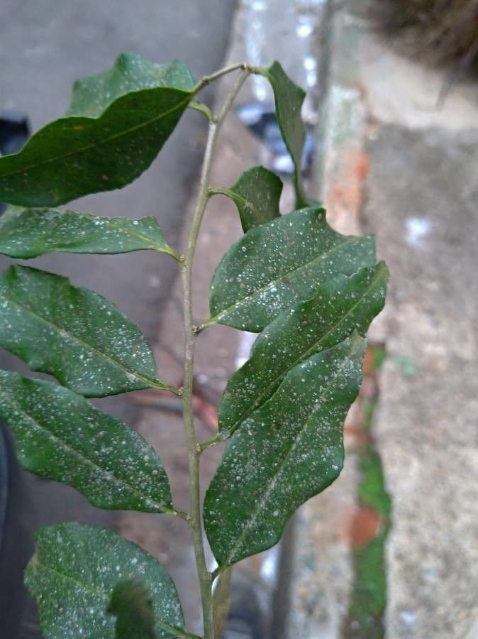 Casearia 19