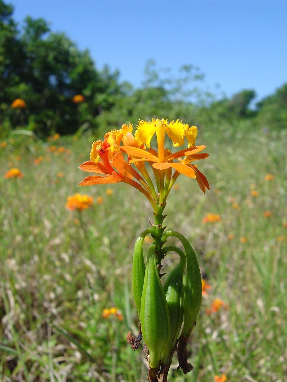Epidendrum 5