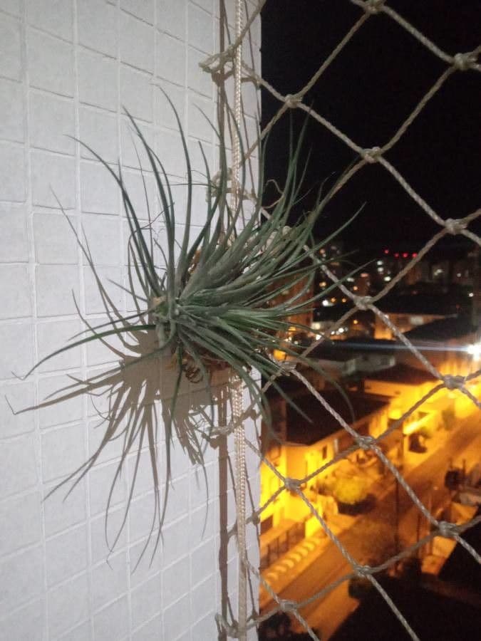 Tillandsia 12