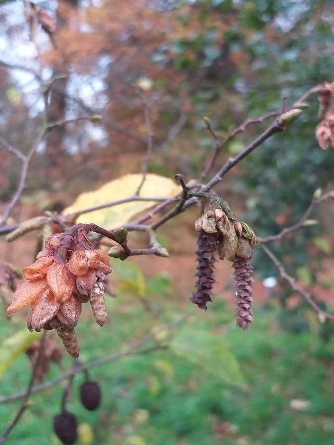 Carpino giapponese 2