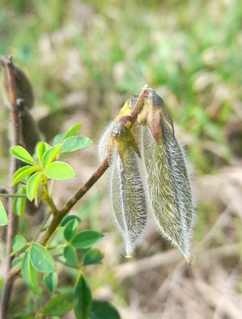 Crotalaria incana 4