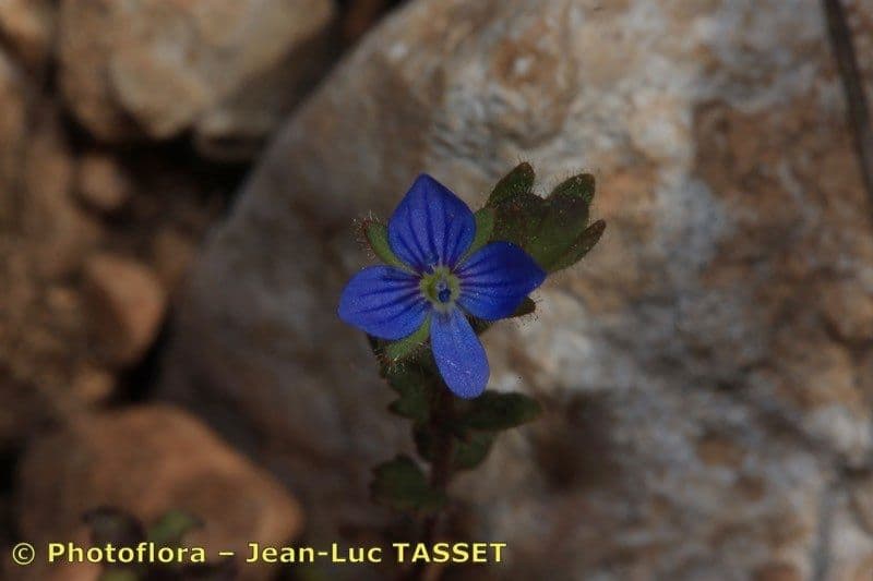 Veronica praecox 9