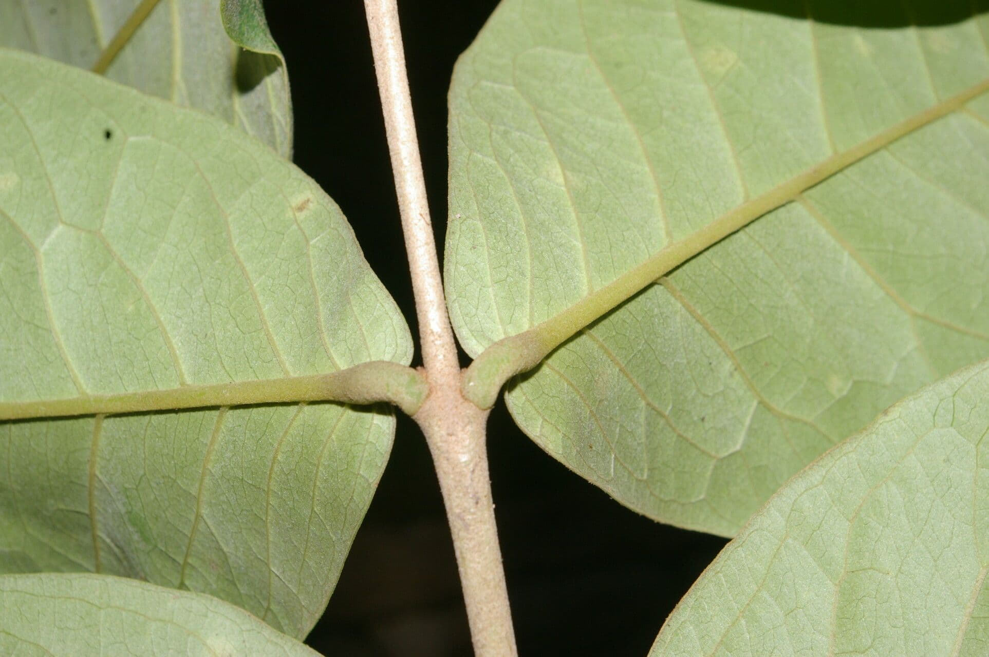 Eugenia 11