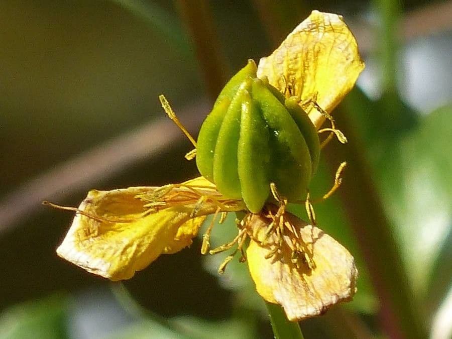 Hipérico de Coris 5
