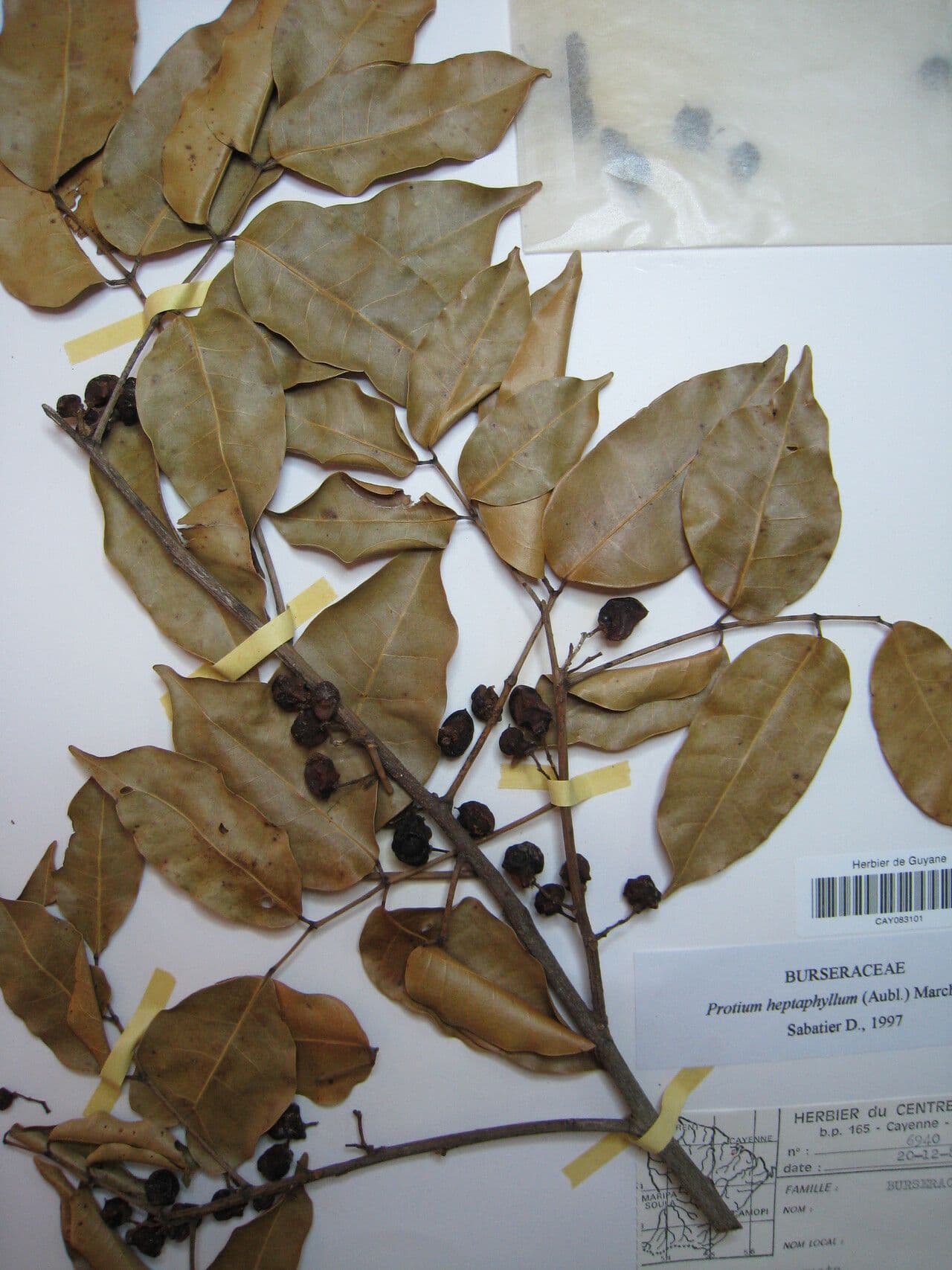 Protium heptaphyllum 25