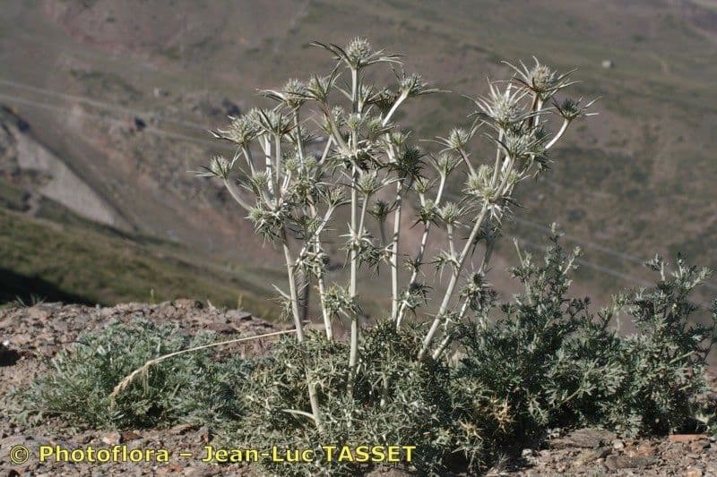 Eryngium glaciale 10