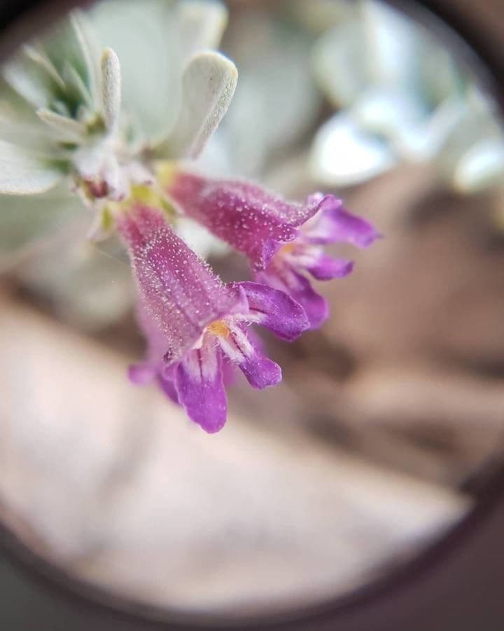 Penstemon