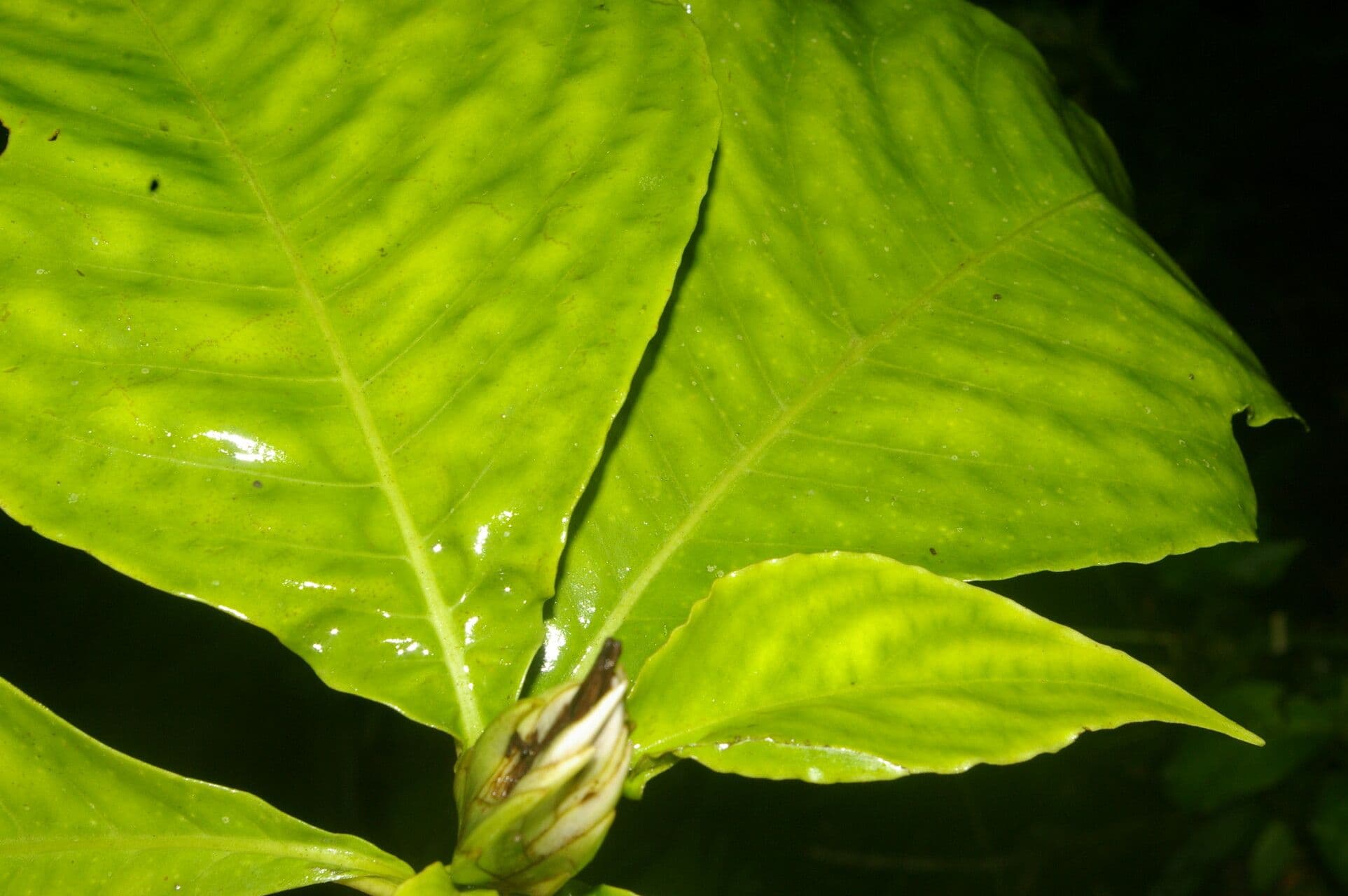 Aphelandra 7