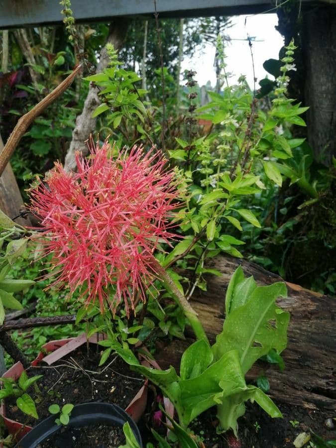 Scadoxus 7
