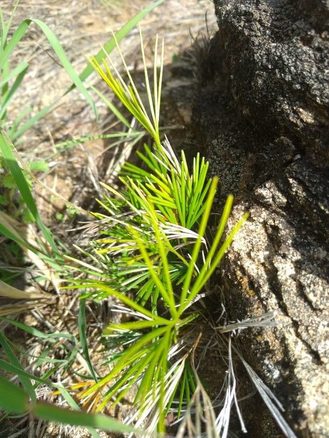 Actiniopteris 5