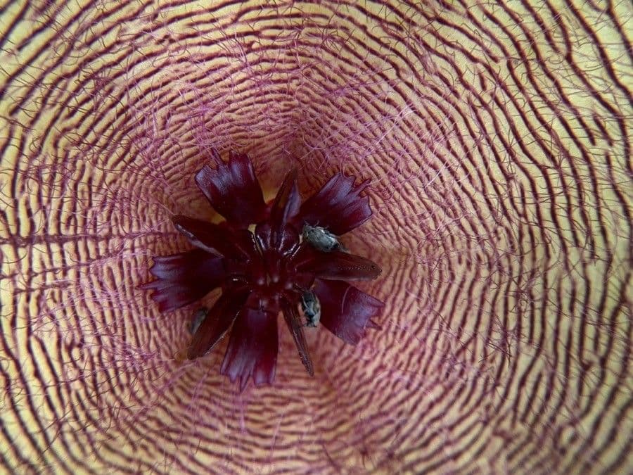 Stapelia 4