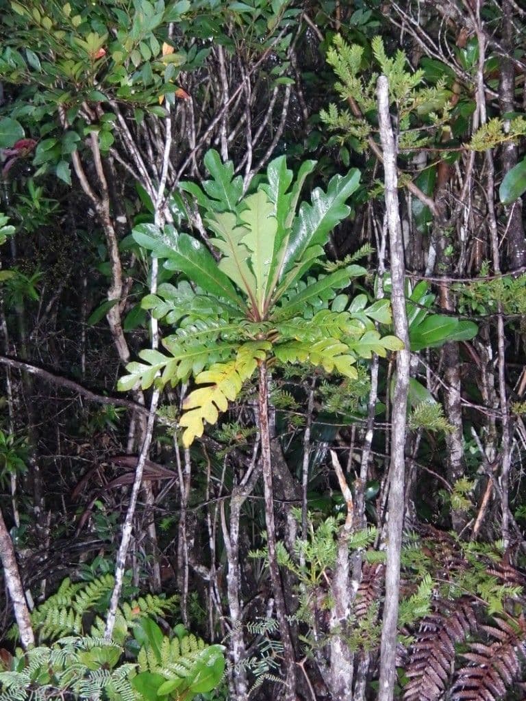 Apiopetalum 5
