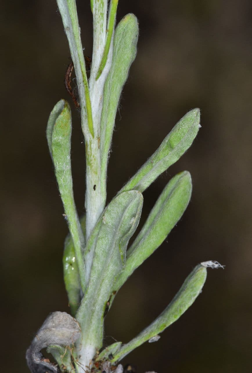 Gnaphalium 19