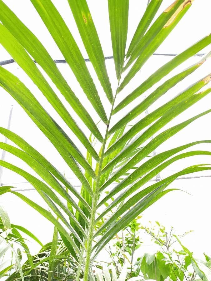 Kentiopsis 7