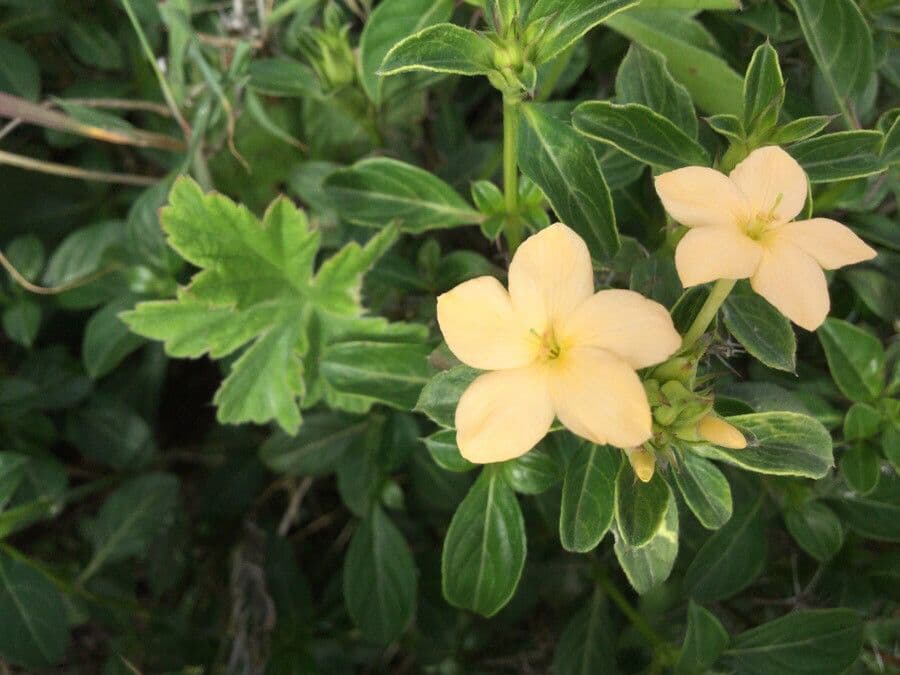 Barleria 7