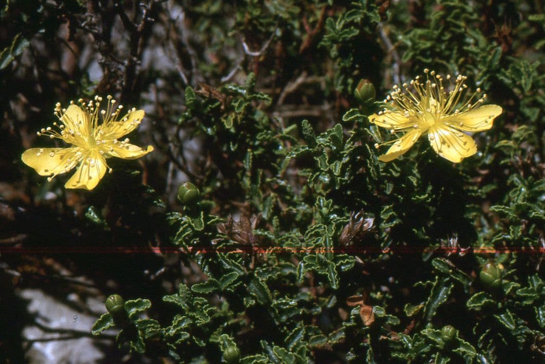 Hipérico balear 10