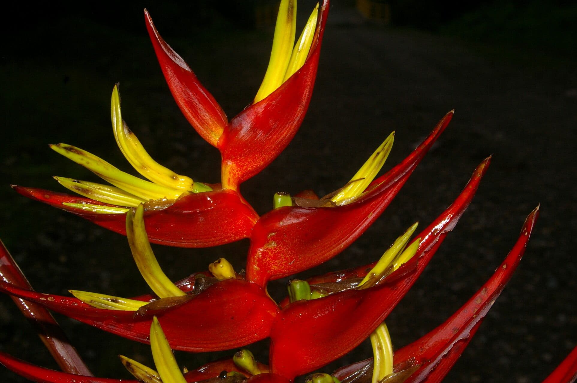 Heliconia di Lankester 4