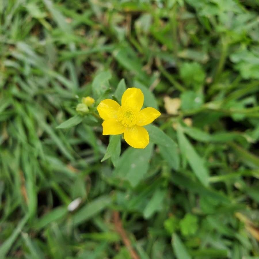 Ranunculus hispidus 2