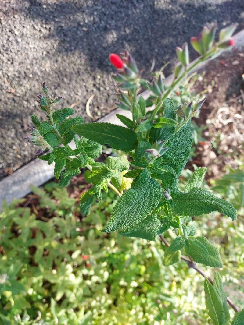 Salvia 3
