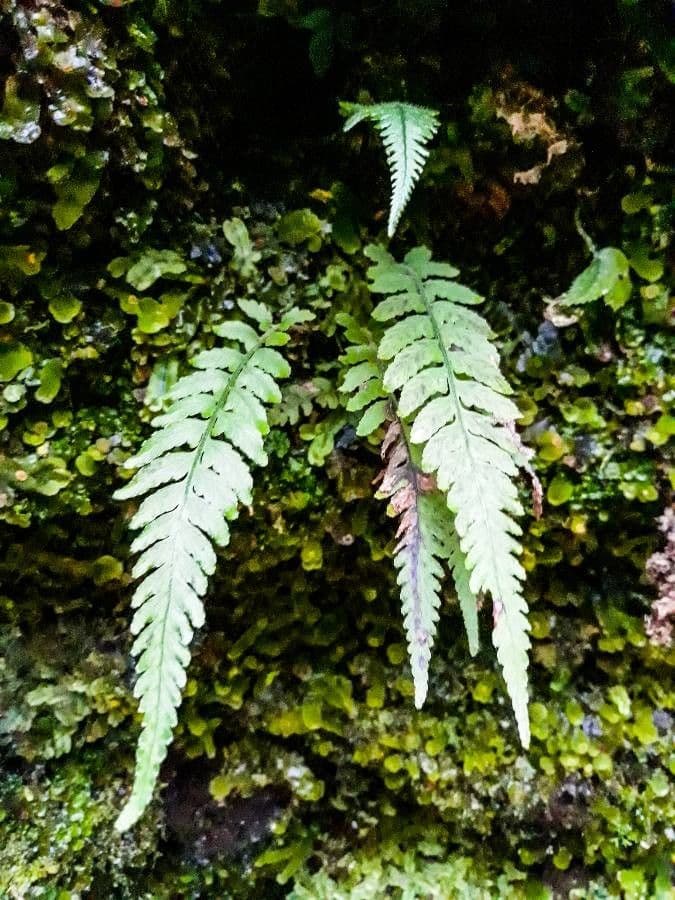 Asplenium 5