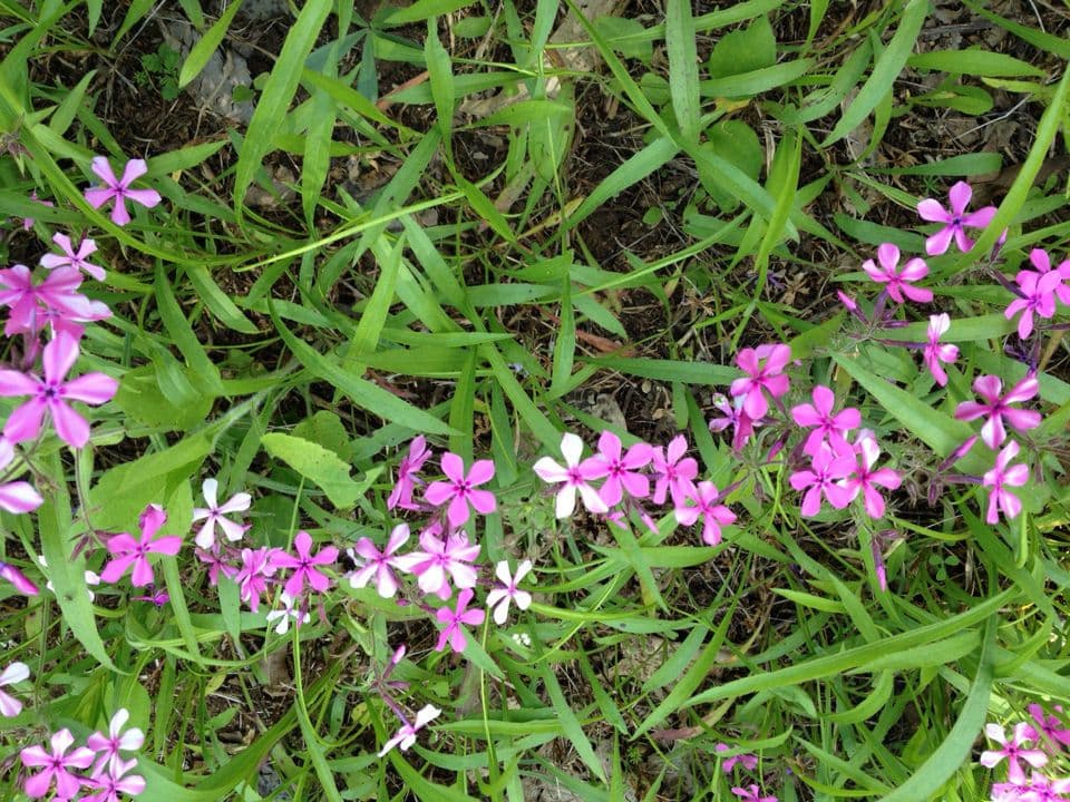 Zottiger Phlox 8