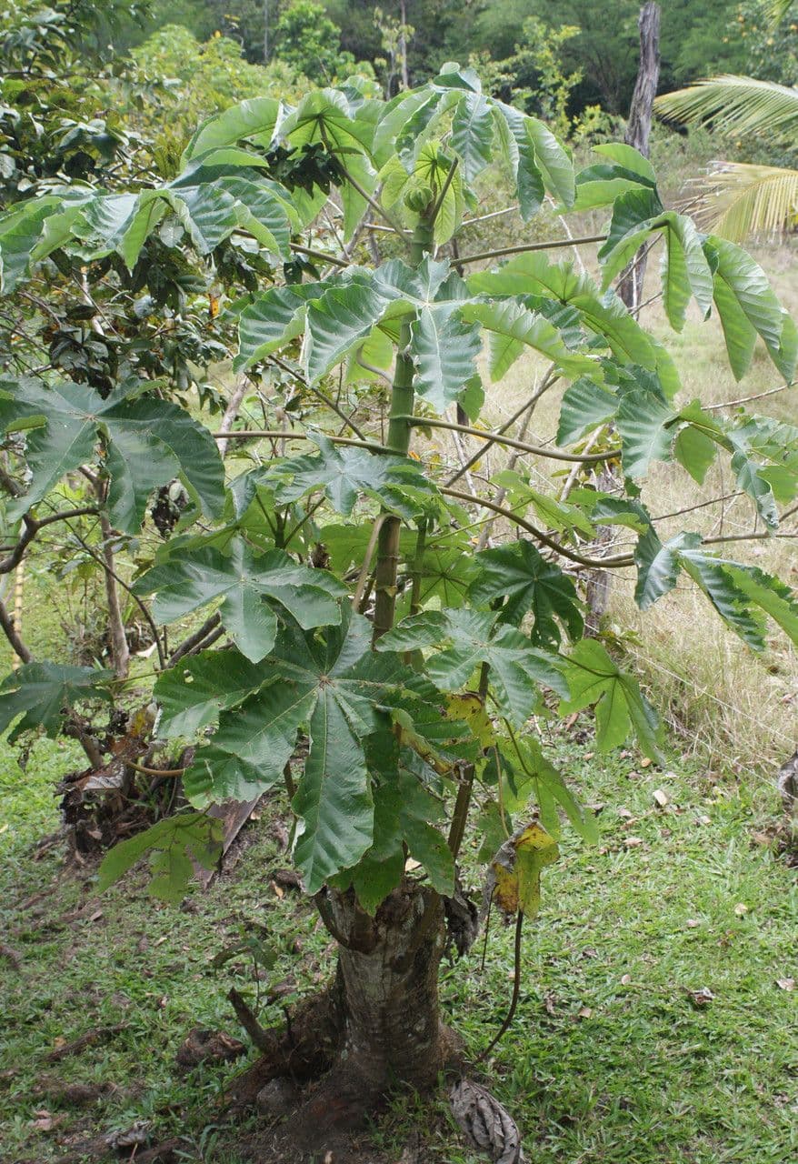 Cecropia 4