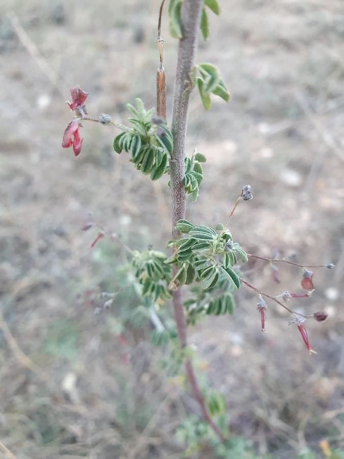 Indigofera 15