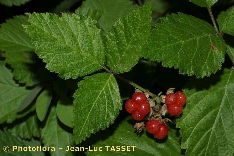 Rovo sassatile 29