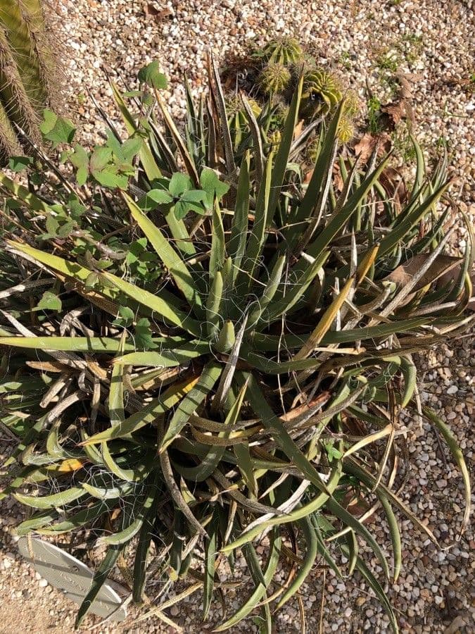 Agave