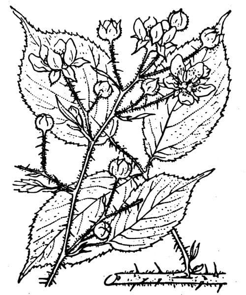 Ronse ásper 26