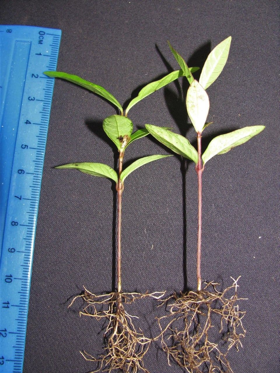 Prestonia portobellensis 20