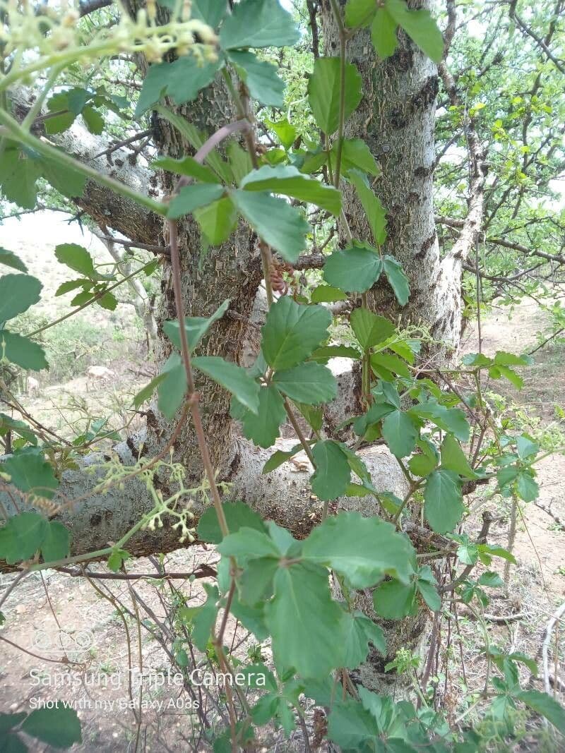 Cyphostemma 5