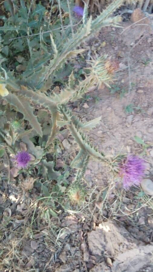 Sand-Eselsdistel