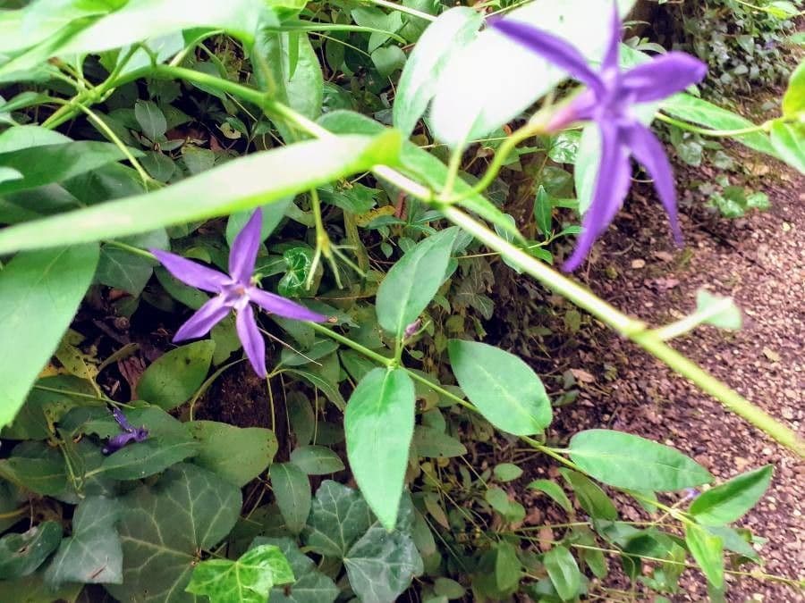 Pervinca erbacea 16