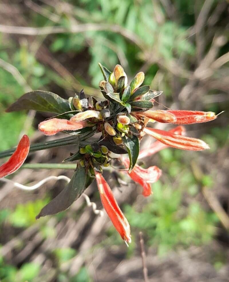Dicliptera 3