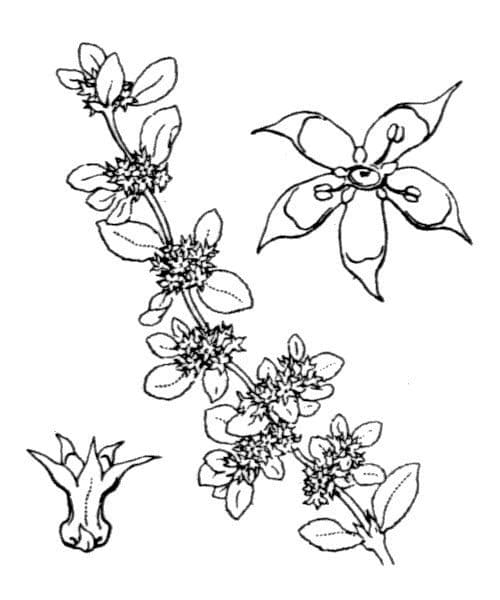 Paronichia spinosa 10