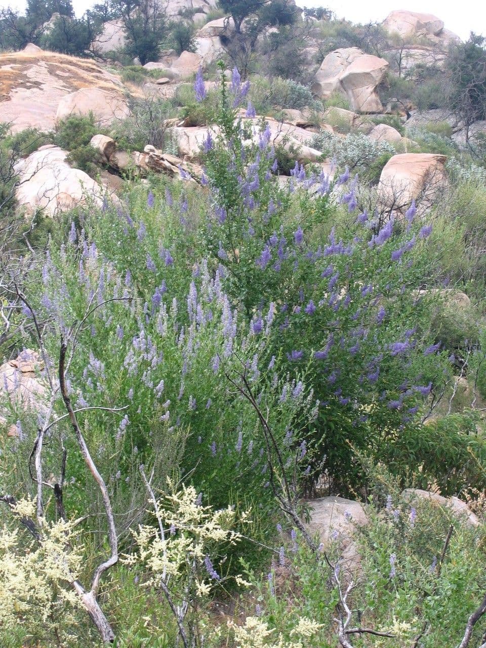 Ceanoto blu 3