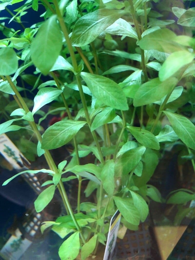 Hygrophila polysperma