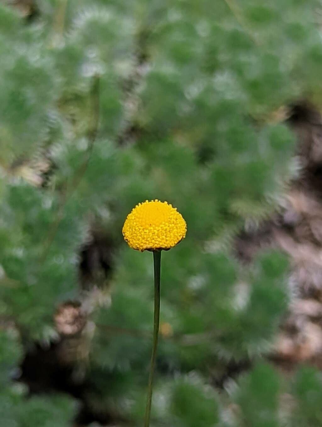 Cotula 3