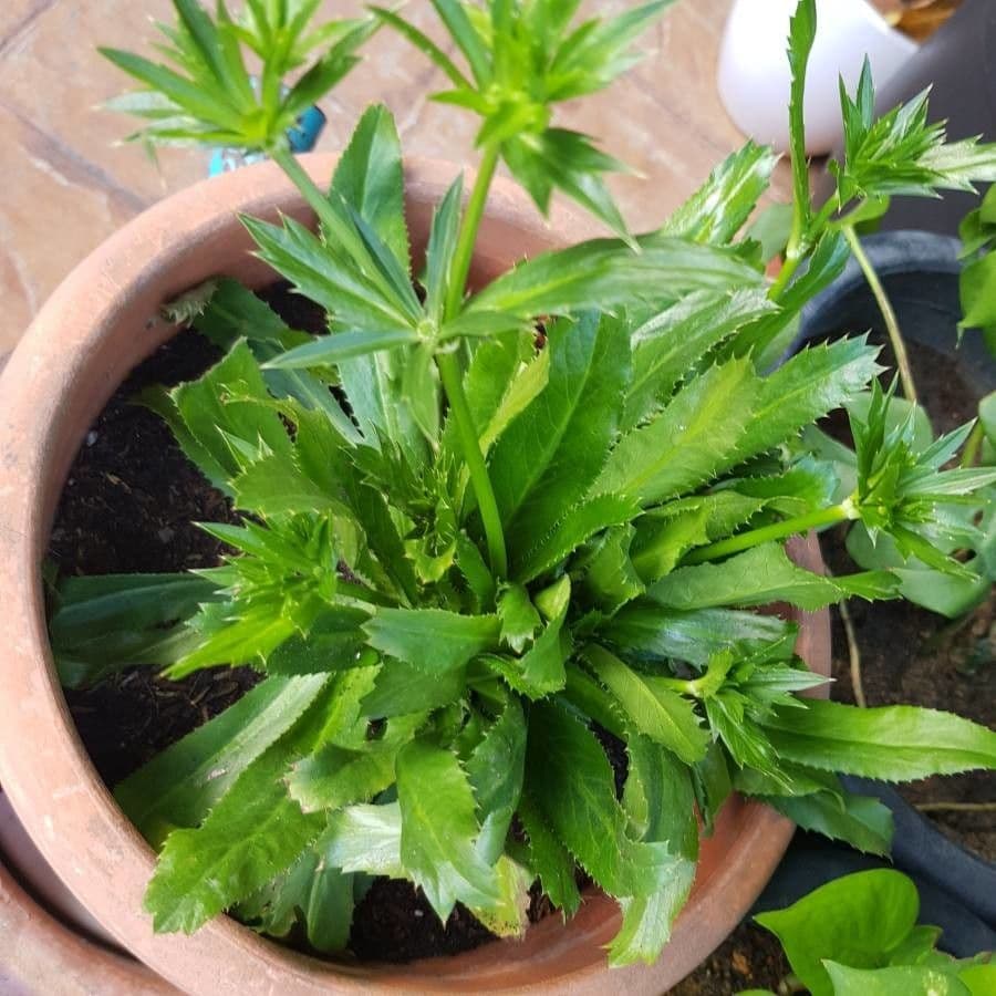 Eryngium foetidum 2