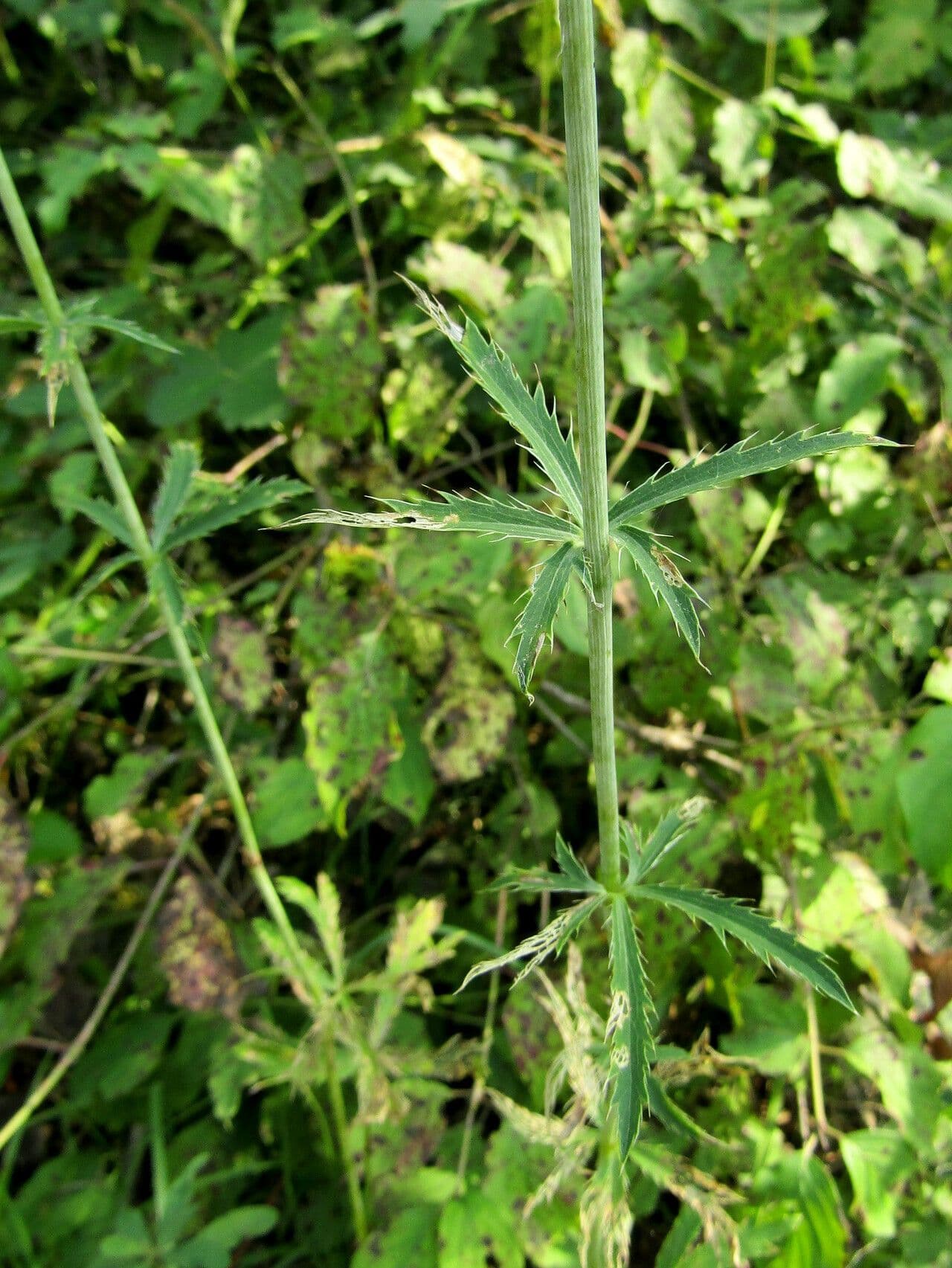 Panicaut palmé 4