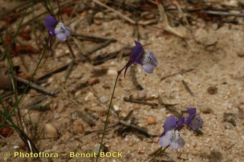 Linaria 6