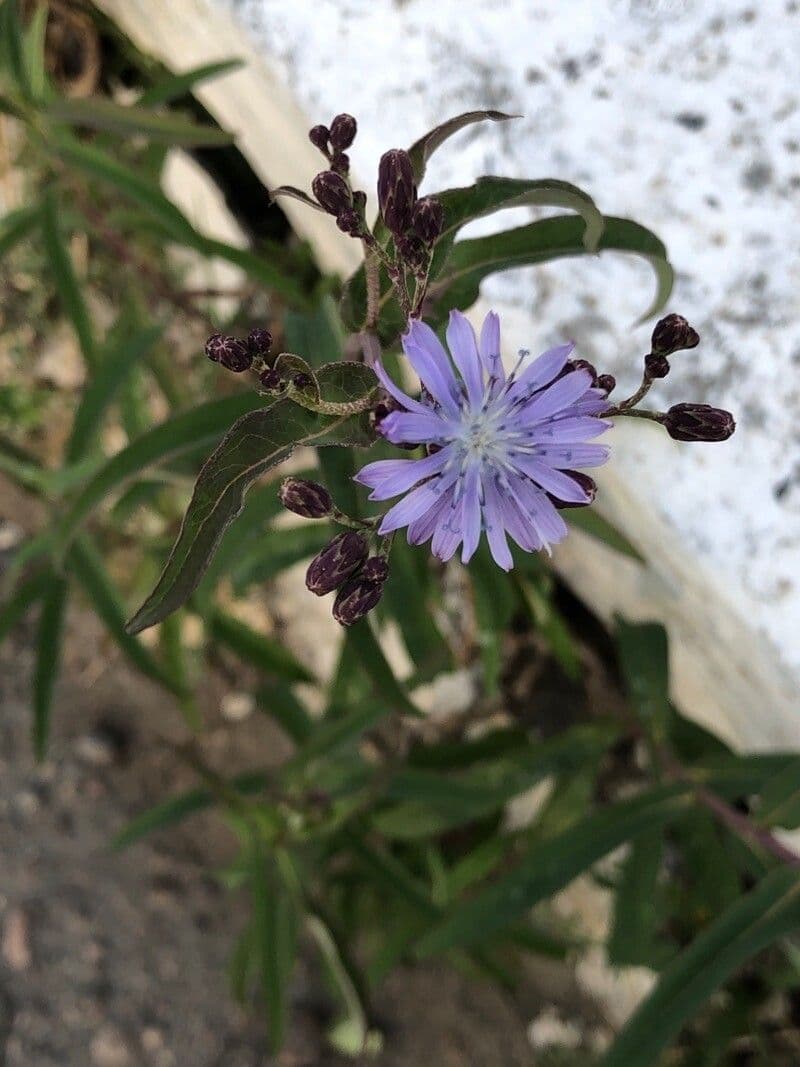 Lattuga siberiana 4